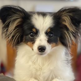 Indy  - Papillon