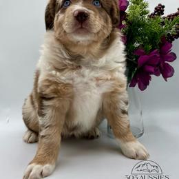 Vivian - Red merle female Australian Shepherd puppy in Thornton, Colorado from 303 Aussies