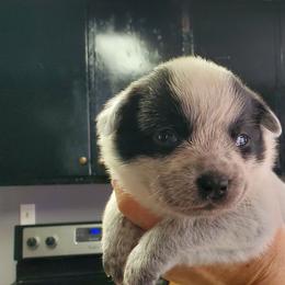 Full mask True Blue - Blue speckled female Australian Cattle Dog puppy in Lenoir, North Carolina from Blue Coyote Ranch