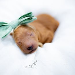 Goldendoodle Puppies from Herrera Family