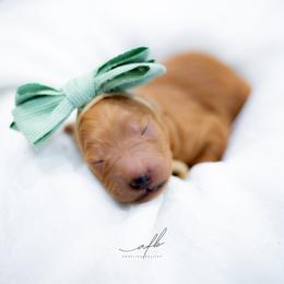 Goldendoodle Puppies from Herrera Family