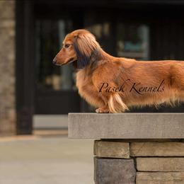 Lennox - Dachshund