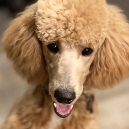 Poodles from Cityscape Moyen Poodles