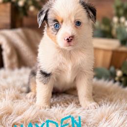 Hayden - Blue merle male Miniature American Shepherd puppy in Sanger, California from Flying M Cactus Ranch Buddies
