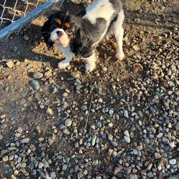 Dolly - Cavalier King Charles Spaniel