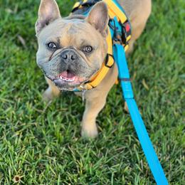 Rusty - French Bulldog