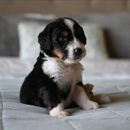 Bandido - Tri-color male Bernedoodle puppy in Grove, Oklahoma from Grand Lake Poodles & Doodles