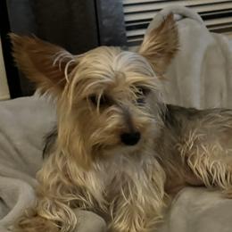 Lizzy - Yorkshire Terrier