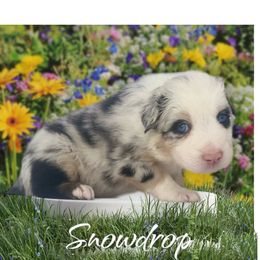 Snowdrop-full tail and blue eyes likely - Blue merle Australian Shepherd puppy in Penrose, Colorado from Best Friend Aussies