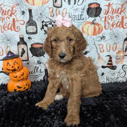Gina - Apricot female Goldendoodle puppy in Yale, Michigan from Angie's Goldendoodles/Angies doodles LLC