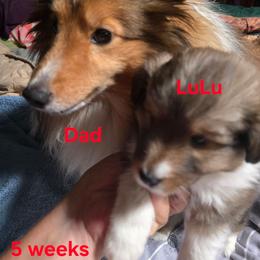LITTLE LuLu - Sable and white female Shetland Sheepdog puppy in Houston, Texas from LaLa's Lilliputian Lassies