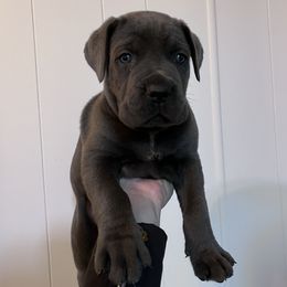 Cane Corso Puppies from The Dorado Ranch