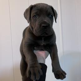 Cane Corso Puppies from The Dorado Ranch