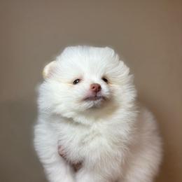 Chase - White male Pomeranian puppy in Phoenix, Arizona from Luxpomz