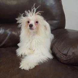 Gianni Long Star Angel - White male Chinese Crested puppy in Amarillo, Texas from Victoria's Chinese Cresteds Long Star Angels