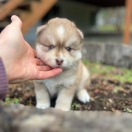 Zion - Red and white male Pomsky puppy in Rathdrum, Idaho from Smart Pomskies and Frenchies