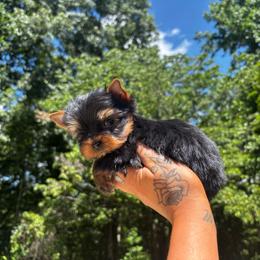 Red boy - Black and tan male Yorkshire Terrier puppy in Cornelia, Georgia from Kruz Kennels