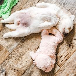 Cavalier King Charles Spaniel and Golden Retriever Puppies from SelahGold