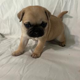 NiNi - Fawn female Pug puppy in South Carolina from Nellies Pugs
