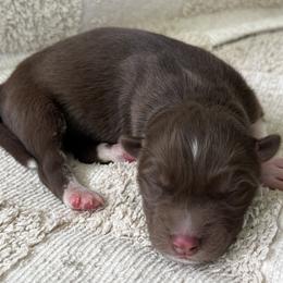 Bryn - Red and white female Siberian Husky puppy in Union Grove, Alabama from Southern Siberian Life
