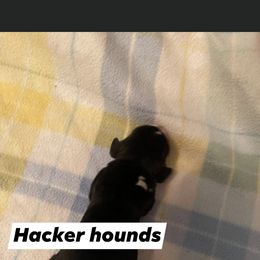 Basset Hound Puppies from Hacker hounds