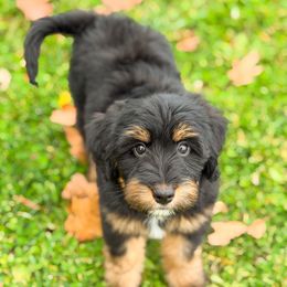 Jynx - female Australian Mountain Doodle puppy in Pittsburgh, Pennsylvania from WestPenn Doodles LLC