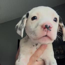 Cinnamon - White and black male Dalmatian puppy in Des Moines, Iowa from Spot Splattered Dalmatians