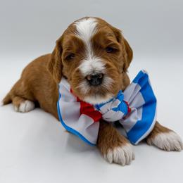 Green collar boy - Red  male Goldendoodle puppy in Newcastle, Oklahoma from Ritzy Creek Doodles