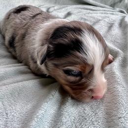 Frappe - Blue merle female Miniature Australian Shepherd puppy in Mount Carmel, Tennessee from Hill Top Mini Aussies