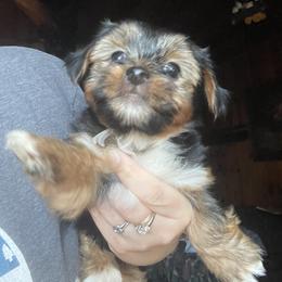 Yorkshire Terrier Puppies from Sierra Nevada Yorkies