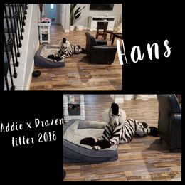 Poodle Puppies from Ocala Standard Poodles