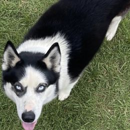 Shadow - Siberian Husky