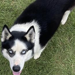 Shadow - Siberian Husky