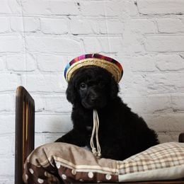 "Female" shrykos "brown collar" black abstract - Black Poodle puppy in Hazard, Kentucky from Suited N Booted Standards