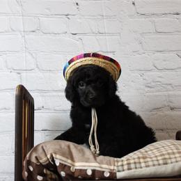 "Female" shrykos "brown collar" black abstract - Black Poodle puppy in Hazard, Kentucky from Suited N Booted Standards