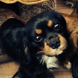 Cavalier King Charles Spaniels from Toscania Cavaliers