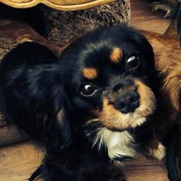 Cavalier King Charles Spaniels from Toscania Cavaliers