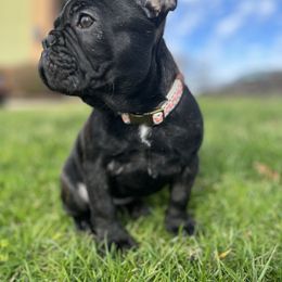 French Bulldog Puppies from Elite Frenchies of NC