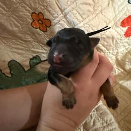 Navy - Black and red male German Shepherd puppy in Hillsboro, Indiana from Salty Raccoon Ranch German Shepherds