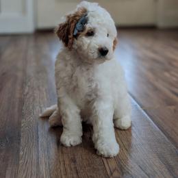 Lilo - Red  female Goldendoodle puppy in Hilton, New York from The House of Goldendoodle