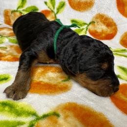 Green - Black and tan male Airedale Terrier puppy in Branch, Michigan from Aim High Airedales & German Shorthaired Pointers