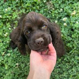 Casey - Cocker Spaniel