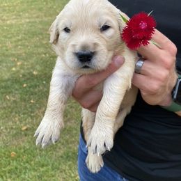 Fred - Golden Retriever puppy in Byron Center, Michigan from Little House on the Farmie