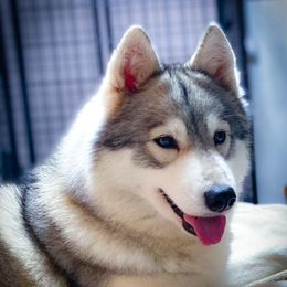 Mara - Siberian Husky