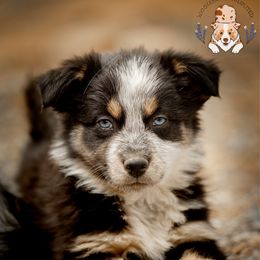 Toast - Black tri-color male Australian Shepherd puppy in Buena Vista, Colorado from Wigglebutts Unlimited