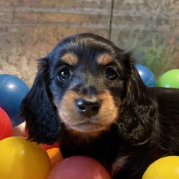 Adeline Beaumont - Black and tan Dachshund puppy in Stoutland, Missouri from Farmhouse Dachshunds