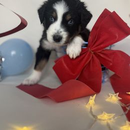 Australian Shepherd Puppies from Scottstead Aussies
