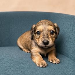 Wren (pink) - Black and cream female Dachshund puppy in Crandall, Texas from The Weenie Hut LLC