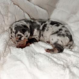 Starbright - Dapple female Dachshund puppy in San Diego, California from Enchantables