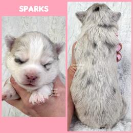 Sparks - Merle female Pomsky puppy in Sheffield, Iowa from Clover Ridge Pomskies